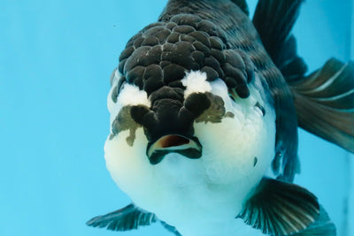 A Grade Pompom Panda Oranda Female 6 inches #101725OR_31