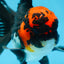 AAA Grade LAVA Tricolor Oranda Male 6 inches #090525OR_12
