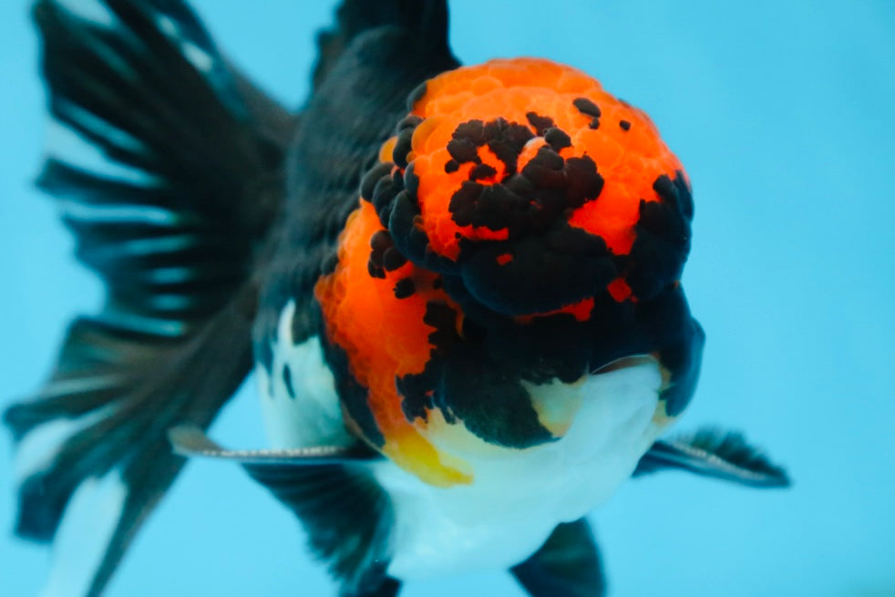 AAA Grade LAVA Tricolor Oranda Male 6 inches #090525OR_12