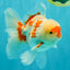 AAA Grade Red White Oranda Male 5.5-6 inches #072426OR_10