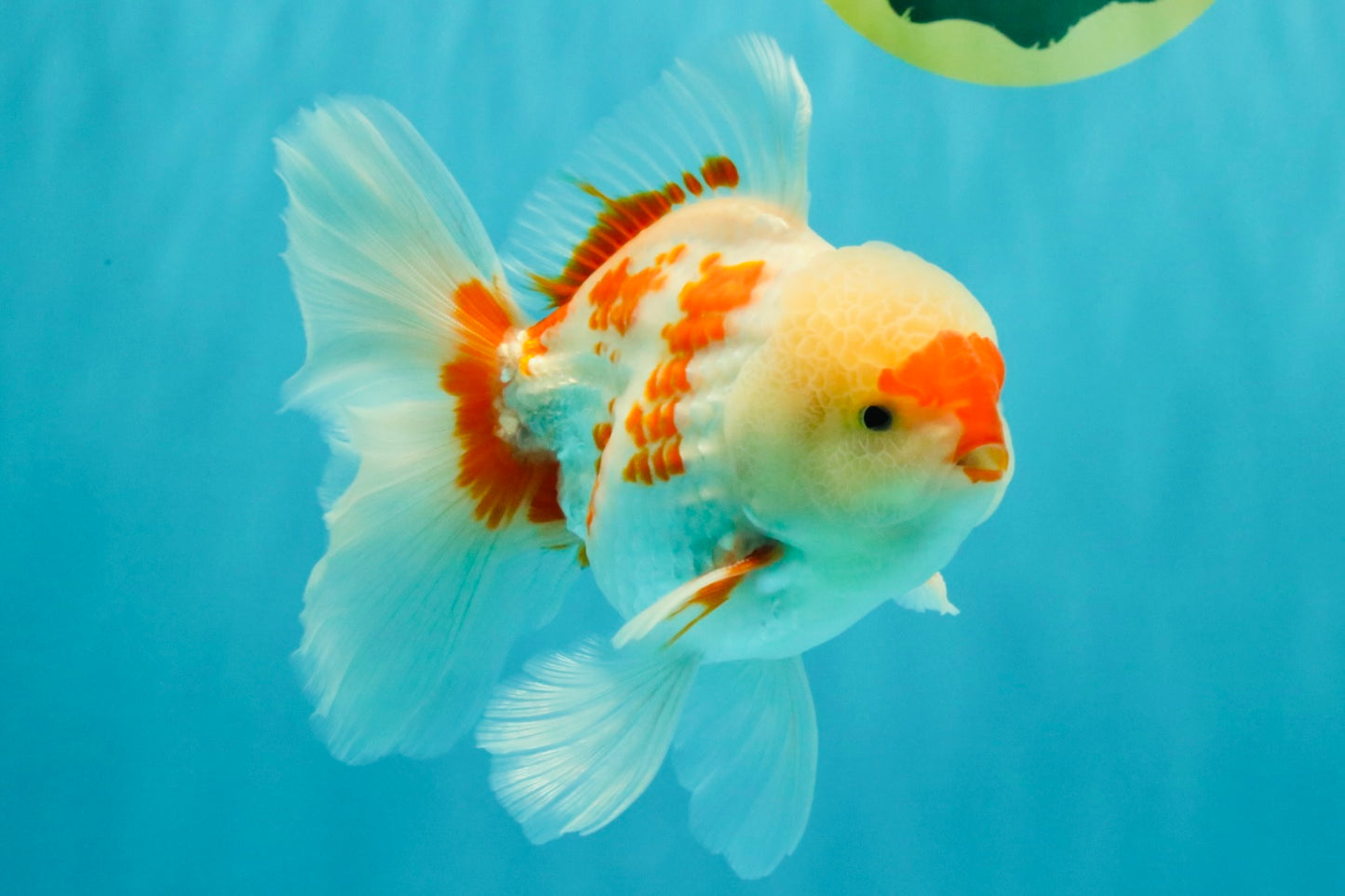 AAA Grade Red White Oranda Male 5.5-6 inches #072426OR_10