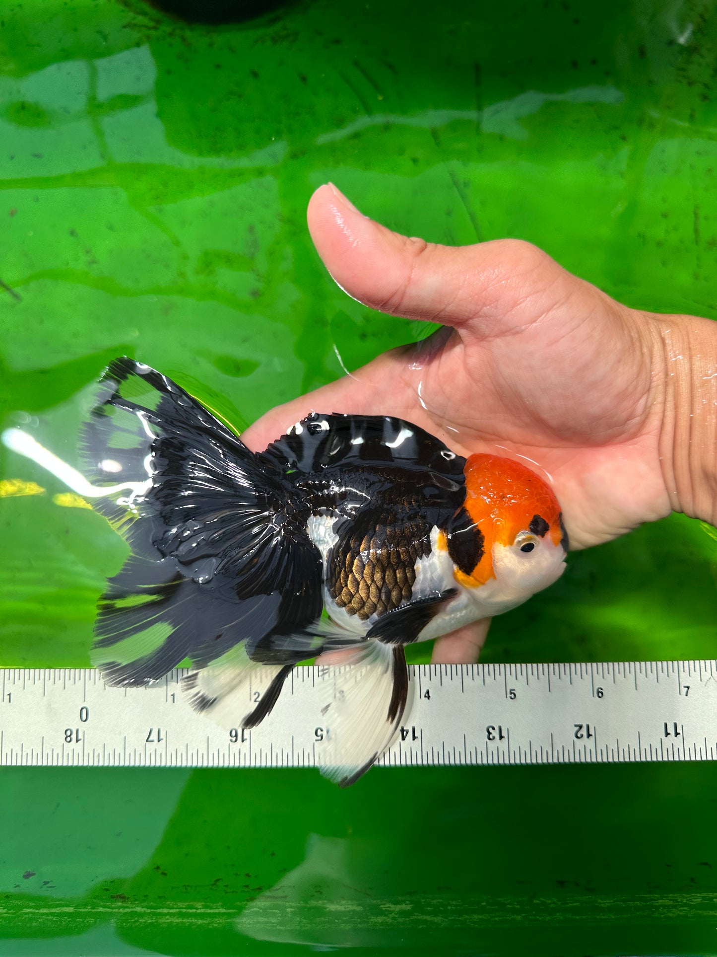 AAA Grade Tricolor Beautiful Tail Oranda Female 5.5–6 inches #0614OR_24