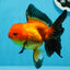 Femelle Apache Oranda de catégorie A 5,5 pouces #0726OR_19