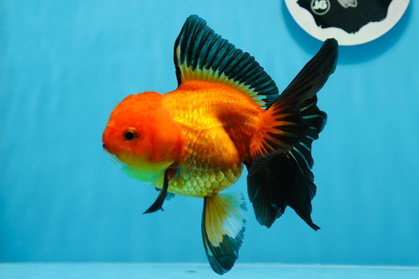 A Grade Apache Oranda Female 5.5 inches #0726OR_19