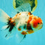 A Grade Marble Calico Oranda Male 6.5 inches #061926OR_19