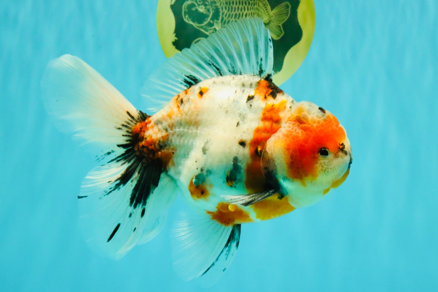 A Grade Marble Calico Oranda Male 6.5 inches #061926OR_19