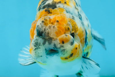 A Grade Tricolor Tiger LionKing 4.5-5 inches #062725LC_02