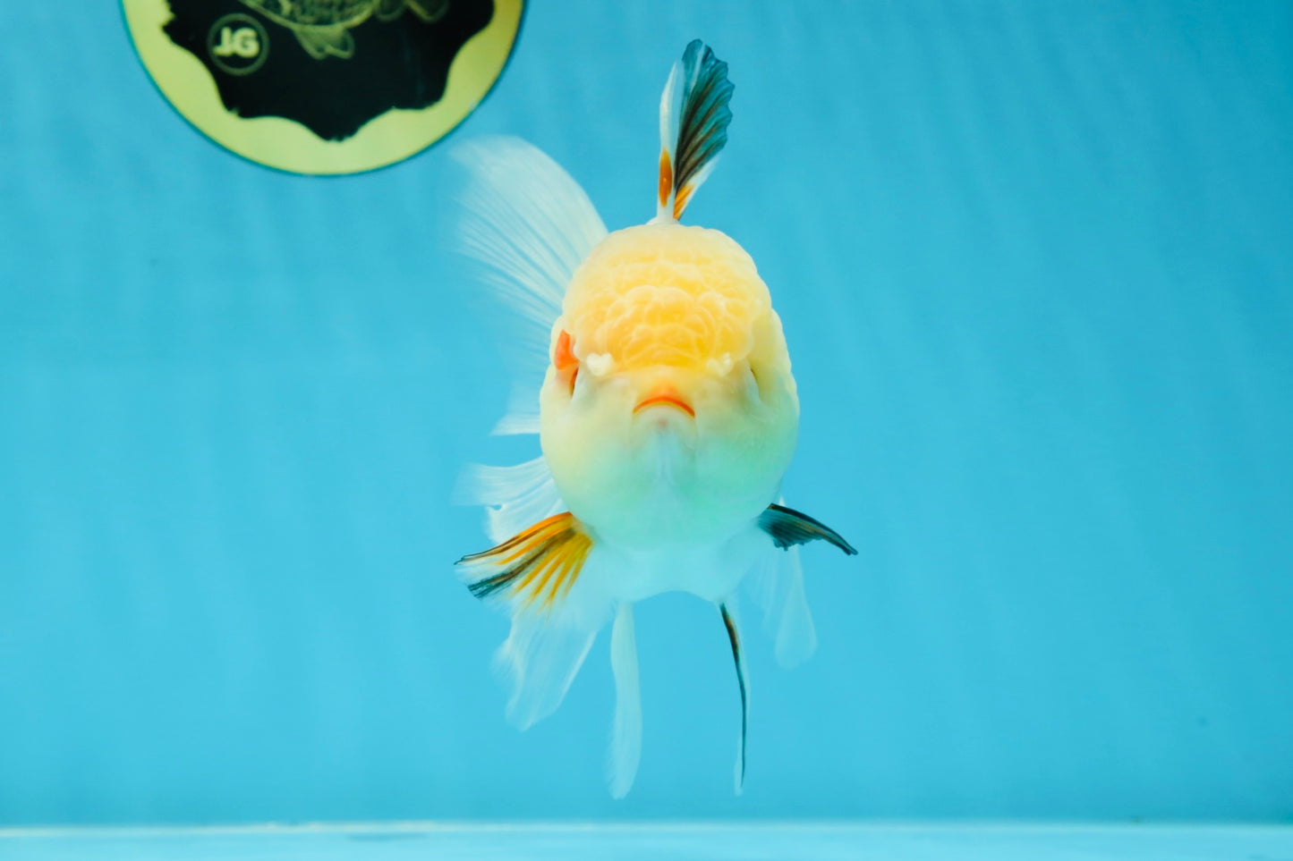 A Grade Tricolor Oranda Female 5 inches #050225OR_01