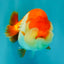 A Grade Red White LionQueen 4 inches #081426LC_17