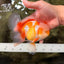 A Grade Cheese Orange White Oranda Male 5.5 inches #062626OR_22