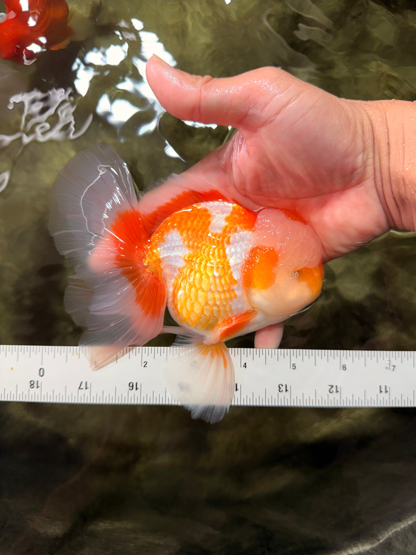 A Grade Cheese Orange White Oranda Male 5.5 inches #062626OR_22