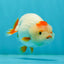 Red White Chonky Lionchu Male 3.5-4 inches #1004LC_15