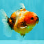 Calico Yuanbao Male 4.5-5 inches #071026YB_18