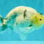 A Grade Diamond Scale Sakura Ranchu Male 5 inches #073126RC_11