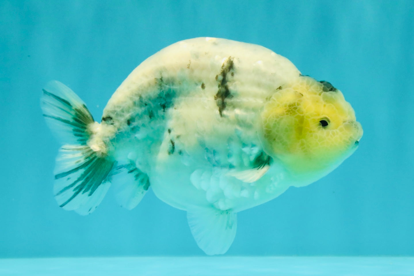 A Grade Diamond Scale Sakura Ranchu Male 5 inches #073126RC_11