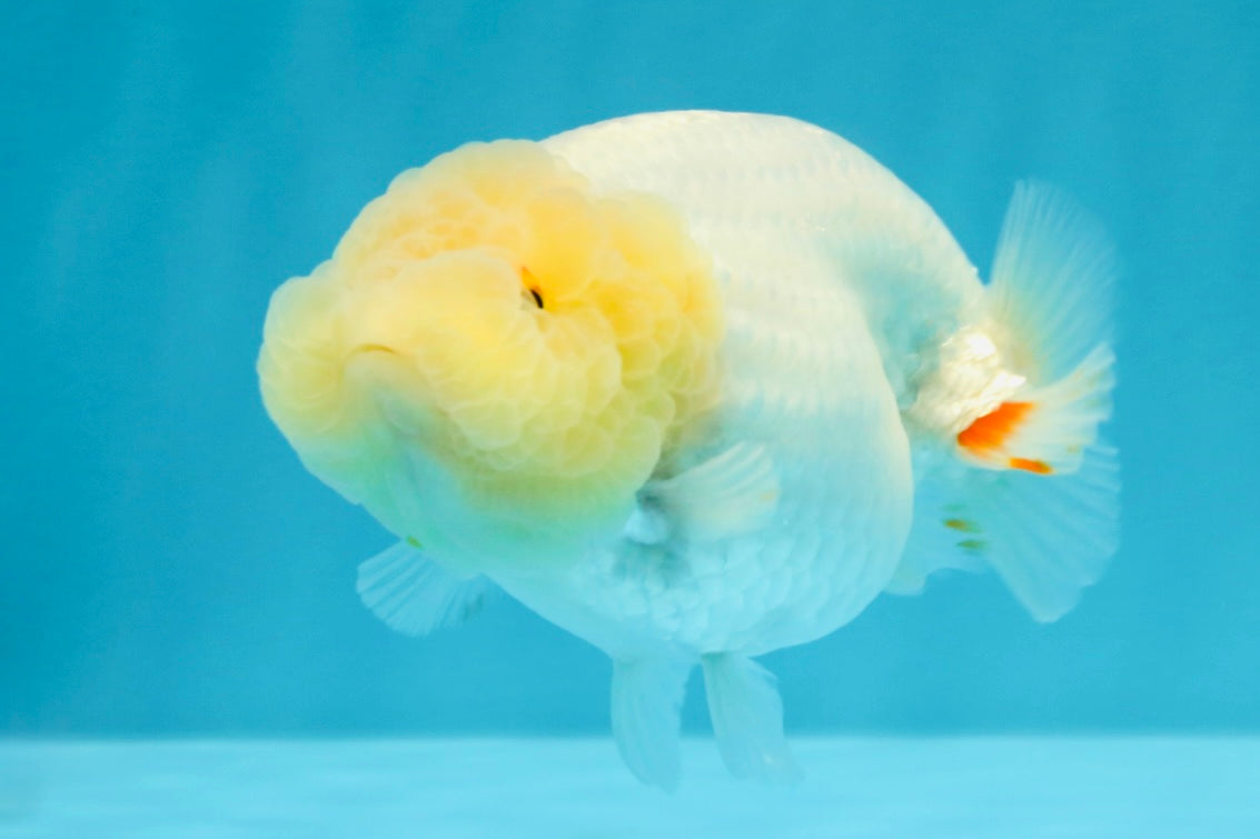 A Grade Dragon Head White LionQueen 4-4.5 inches #022726LC_25