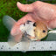 A Grade Lemonhead Panda Button Eyes Oranda Male 5.5 inches #1011OR_03