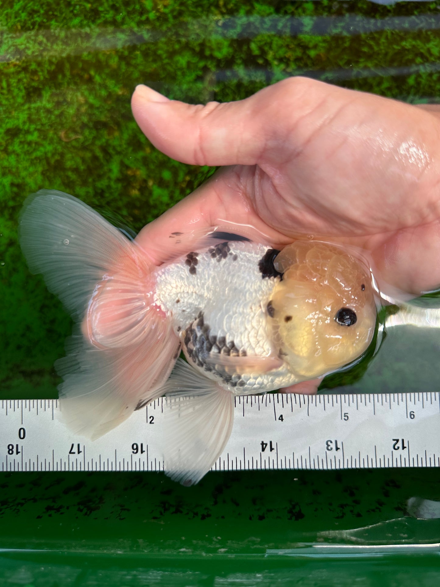 A Grade Lemonhead Panda Button Eyes Oranda Male 5.5 inches #1011OR_03