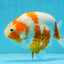 AAA Grade Special Red White Kohaku Chinese Ranchu Male 5 inches #101025RC_20