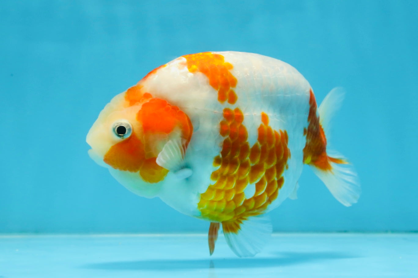 AAA Grade Special Red White Kohaku Chinese Ranchu Male 5 inches #101025RC_20