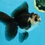 A Grade Panda Oranda Male 5 inches #100325OR_22