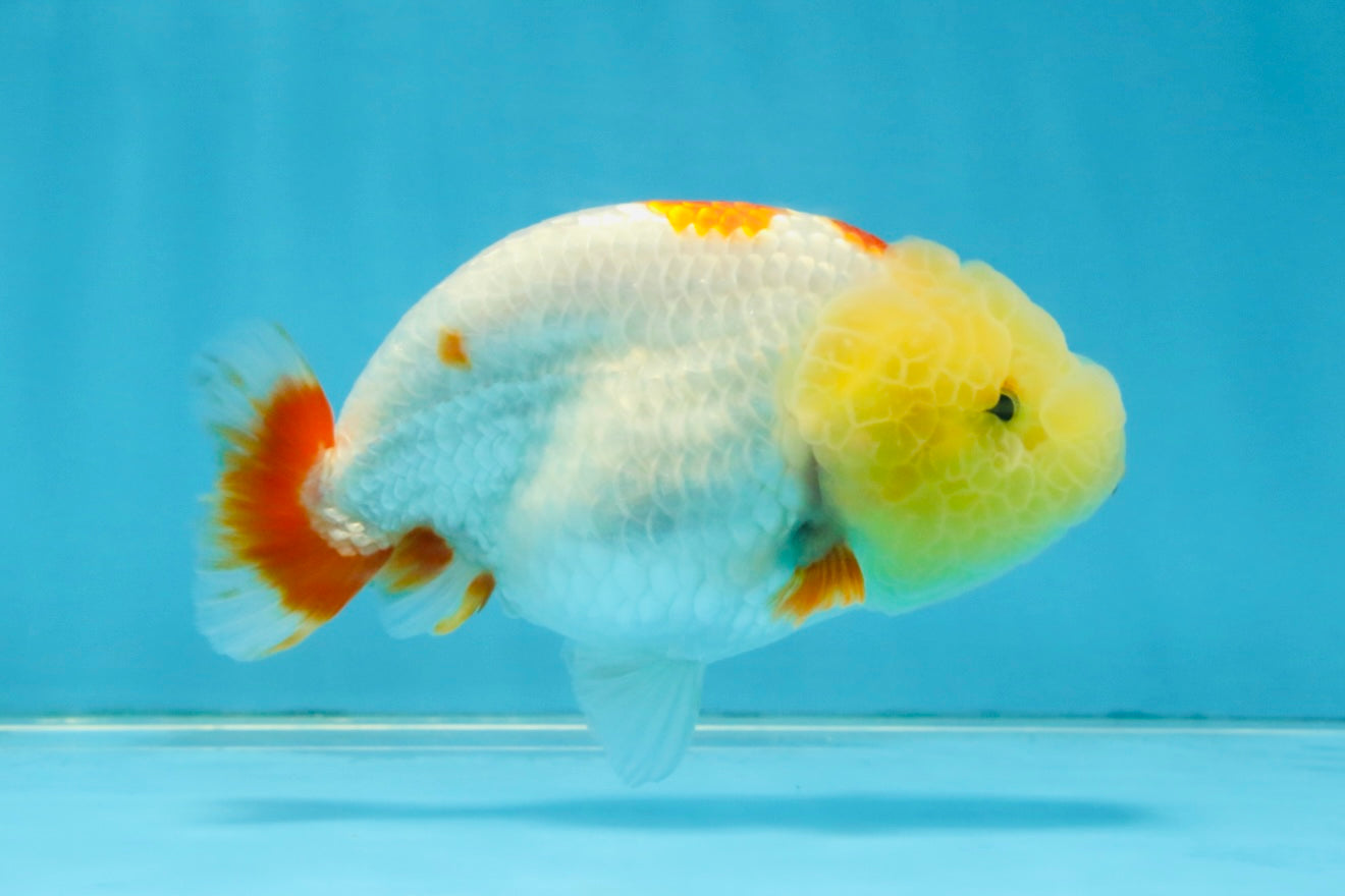 BULLDOG FACE A Grade Red White Kohaku LionQueen 4 inches #120525LC_09