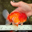 A Grade Red White Oranda Male 5.5 inches #080726OR_12