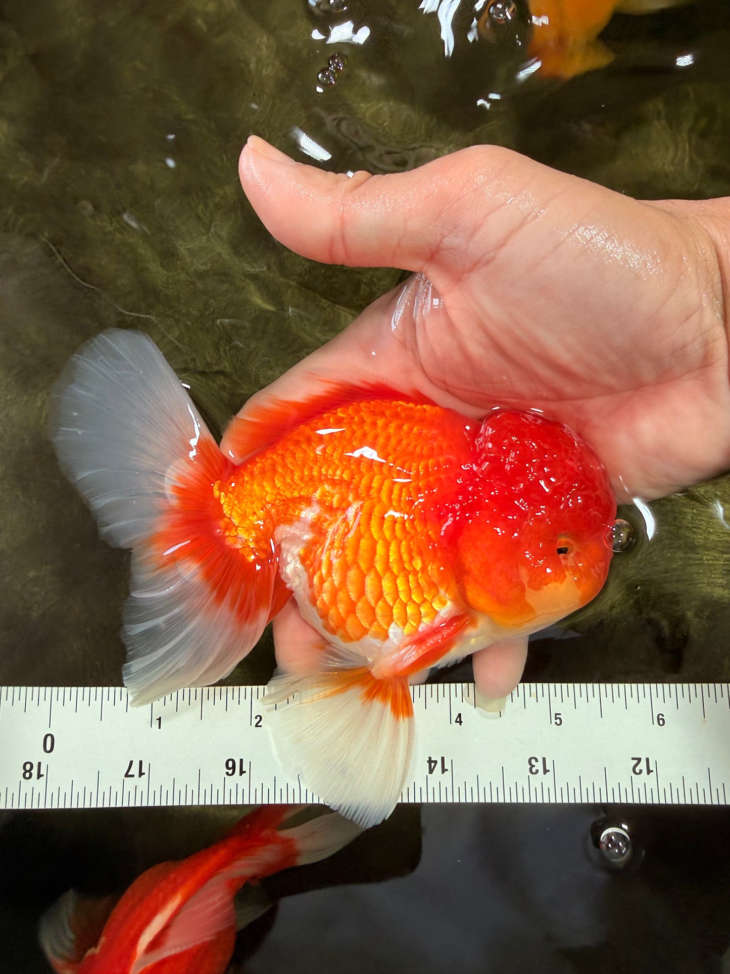 A Grade Red White Oranda Male 5.5 inches #080726OR_12
