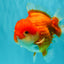 CHUBBY AAA Grade Red White Yuanbao Male 5.5 inches #090426YB_08