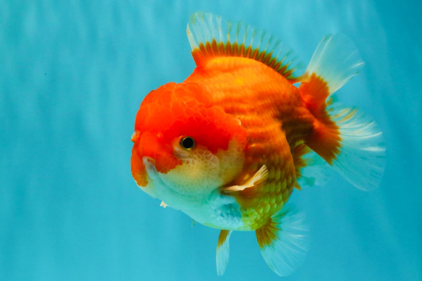 CHUBBY AAA Grade Red White Yuanbao Male 5.5 inches #090426YB_08