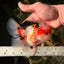 AAA Grade Tricolor Oranda Male 5.5 inches #030626OR_22
