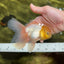 A Grade Fluffy White Oranda Male 5.5 inches #041825OR_10