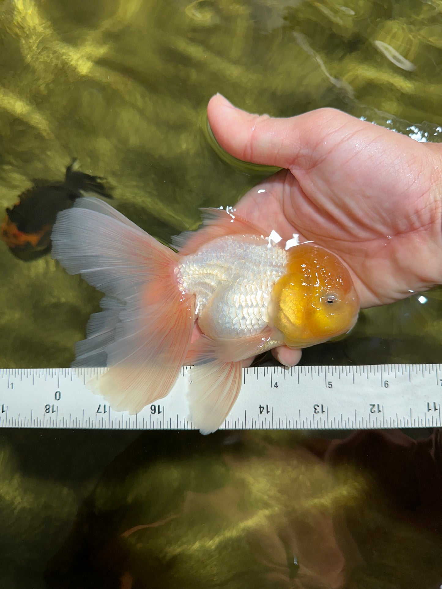A Grade Fluffy White Oranda Male 5.5 inches #041825OR_10