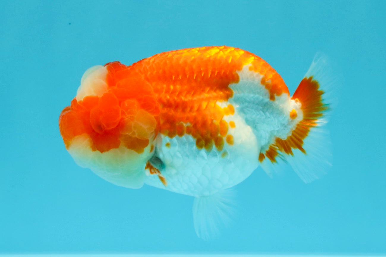 UNIQUE A Grade Jade Head Red White LionQueen 4 inches #030626LC_05