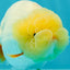 🍋 Lemonhead Lionchu Female 4.5 inches #0405LC_09