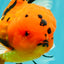 CHUNKY AAA Grade Tiger Oranda Male 6.5 inches #071726OR_27