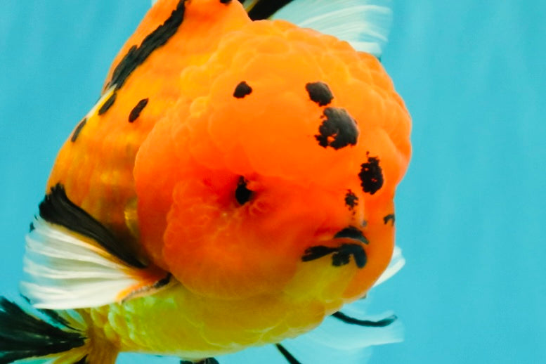CHUNKY AAA Grade Tiger Oranda Male 6.5 inches #071726OR_27