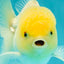 A Grade White Oranda Male 4.5-5 inches #071726OR_23