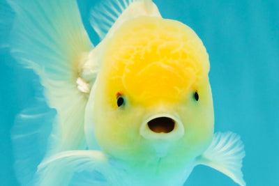 A Grade White Oranda Male 4.5-5 inches #071726OR_23