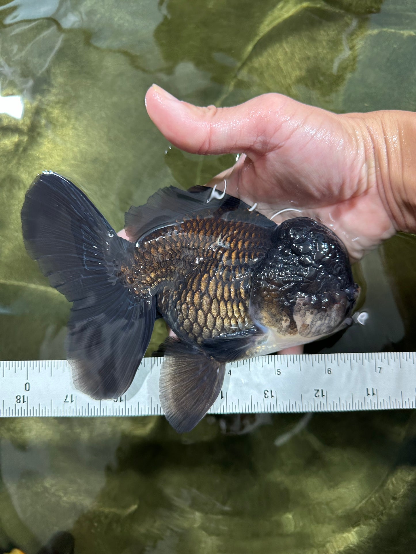 AAA Grade Black Phantom Oranda Male 6.5 inches #110124OR_01