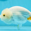 Orange White Lipstick Lionchu Female 5 inches #112924LC_03