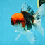 A Grade Tricolor Oranda Male 5.5 inches #060625OR_19