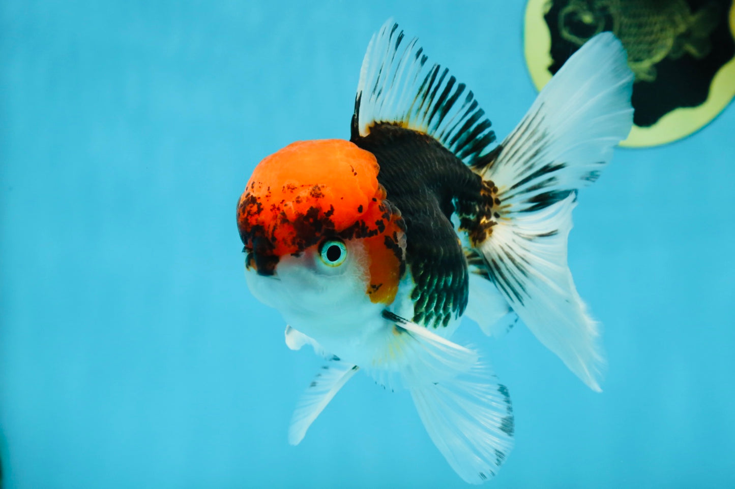 A Grade Tricolor Oranda Male 5.5 inches #060625OR_19