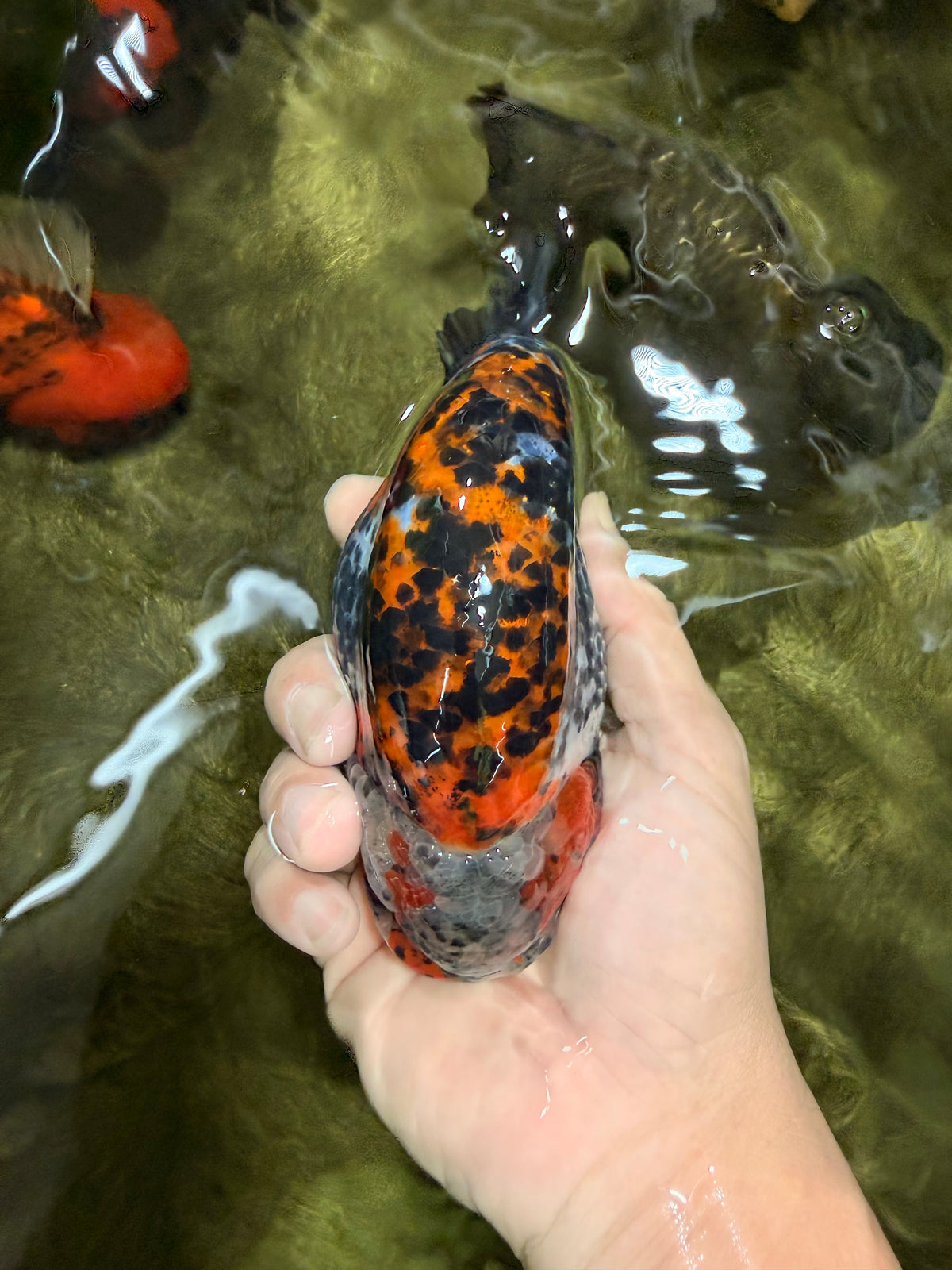 A Grade Calico Ranchu Male 5.5-6 inches #101626RC_25