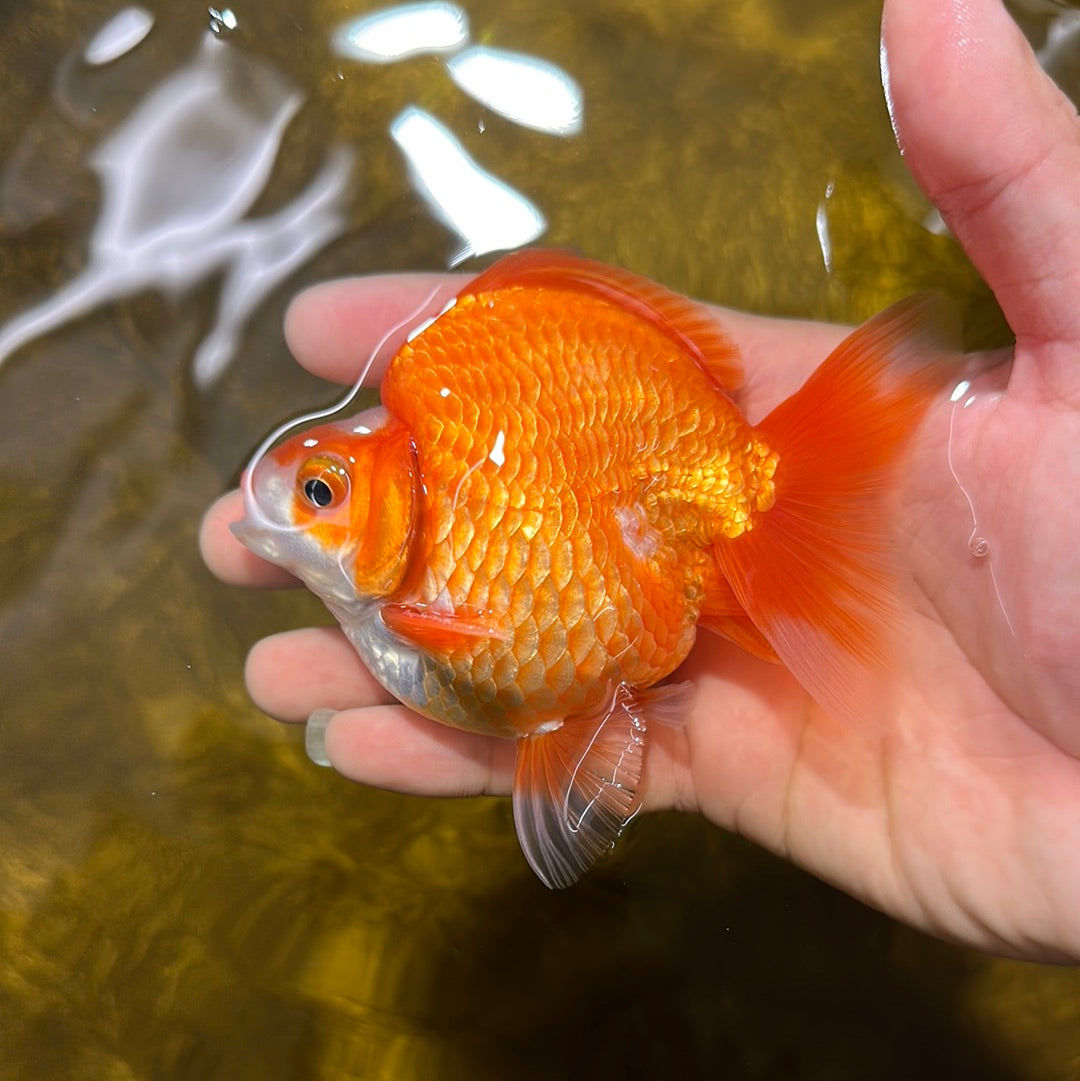 Vendaje de grado AAA Ryukin rojo y blanco para machos de 4 pulgadas n.º 1117RK_03