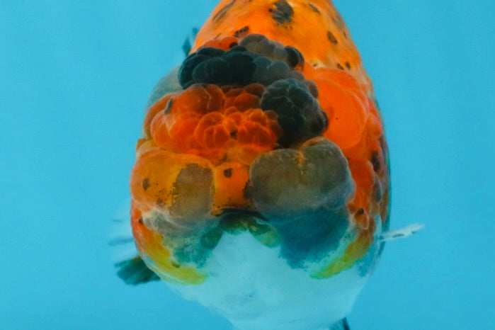 Tiger LionChu Female 5 inches #112825LC_14