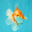A Grade Red White Oranda Male 5.5-6 inches #070626OR_07