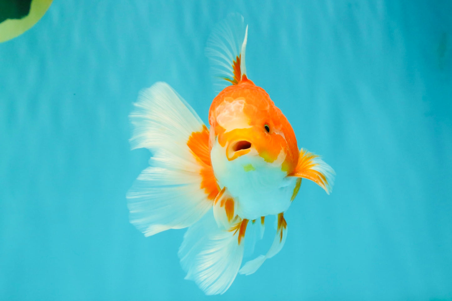 A Grade Red White Oranda Male 5.5-6 inches #070626OR_07