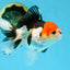 A Grade Young Tricolor Oranda Male 4.5 inches #061325_01