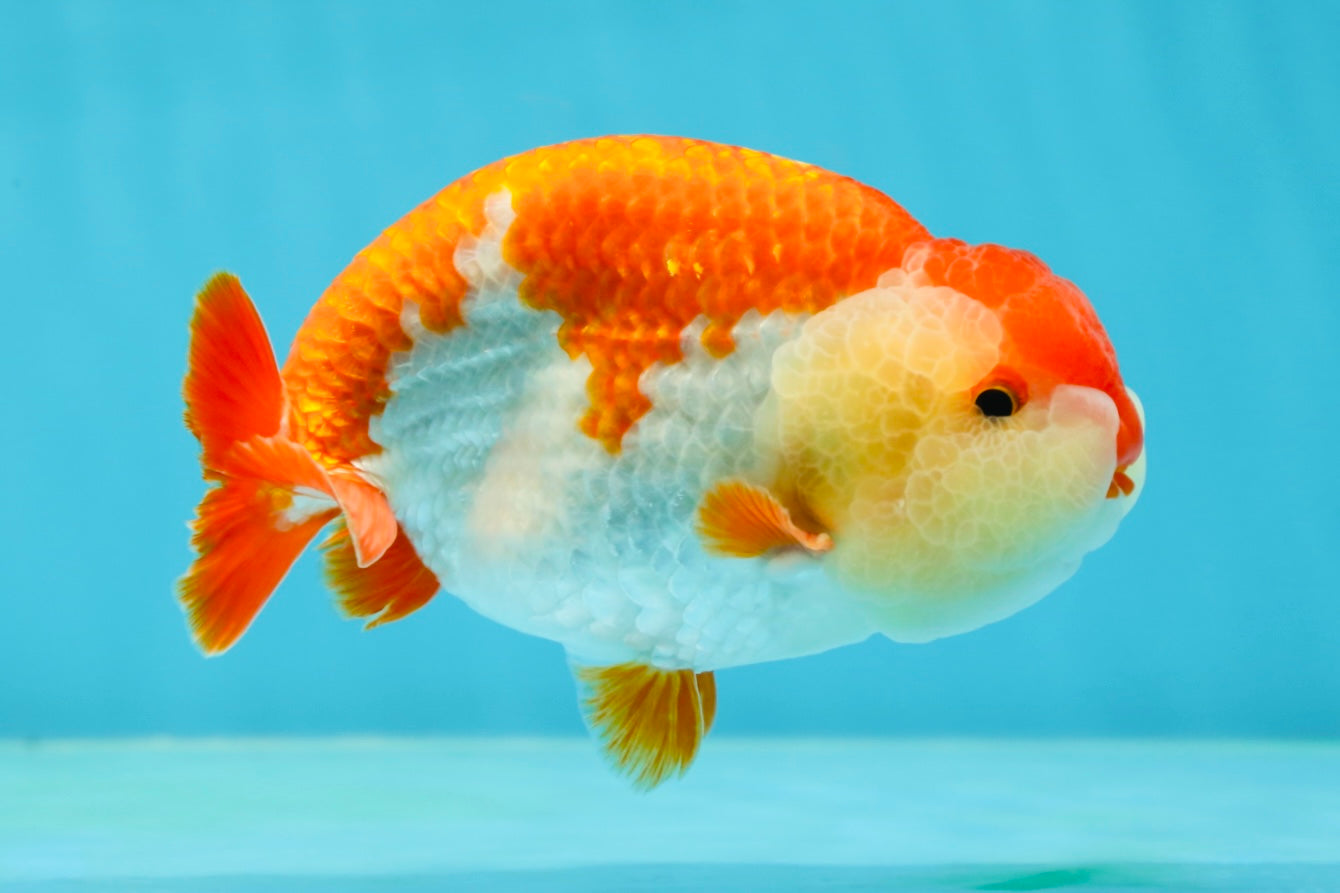 AAA Grade Red White LionKing 4.5 inches #050925LC_14